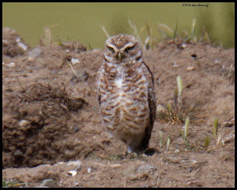 _4SB2817 burrowing owl.jpg